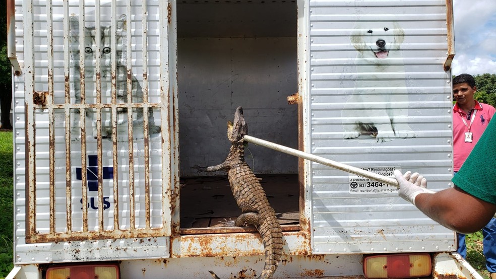 Animal foi solto em reserva perto da cidade — Foto: Guaraí Notícias/Divulgação