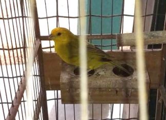 Sistema de Passeriformes registra 943 criadouros licenciados no Tocantins