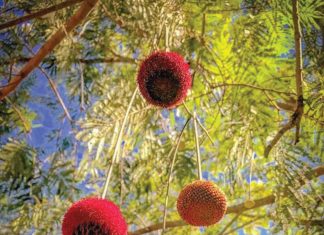 Cartilha orienta restauração da vegetação nativa no Tocantins