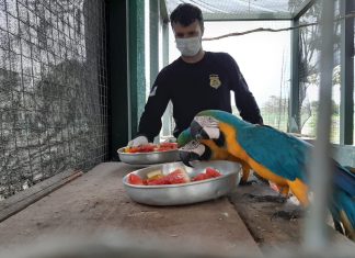 Centro de Fauna mantém o atendimento de animais silvestres