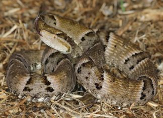 PM faz alerta sobre acidentes e óbitos relacionados a serpentes no Tocantins