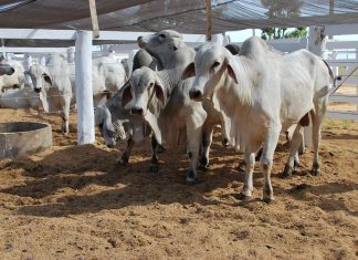 Vacinação contra aftosa está autorizada para os bovídeos que participarão de leilões