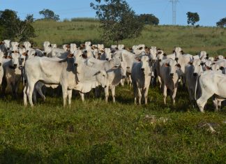 Campanha de vacinação contra febre aftosa começa dia 1º de maio