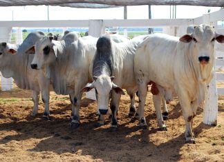 Tocantins mantém a campanha de vacinação contra febre aftosa em maio