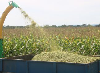 Silagem de milho, alternativa para alimentação de animais, será um dos assuntos da Agrotins Digital