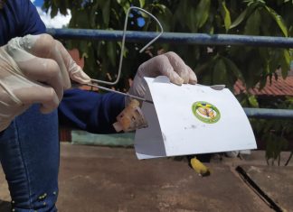 Monitoramento da mosca da carambola é intensificado na divisa do Tocantins com o Pará