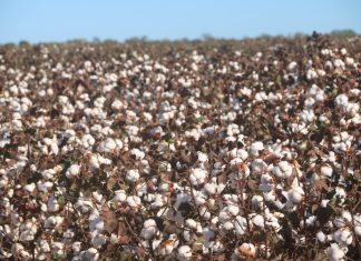 Produção de algodão promete ser mais uma atividade econômica no agronegócio agrícola tocantinense