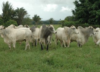 Tecnologias e avanços do plano ABC continuam disponibilizados na plataforma Agrotins 100% Digital