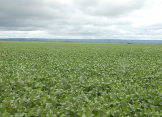 Plantio de soja nas várzeas tropicais tocantinense encerra nesta segunda-feira