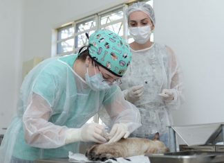 Unidade de Vigilância e Controle de Zoonoses de Palmas retomou o serviço de castração gratuita em cães e gatos
