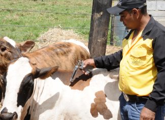 Vacinação antiaftosa termina dia hoje (15) e a comprovação do ato segue até 31 de agosto