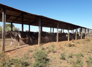 Matrizes inseminadas pelo programa de Melhoramento Genético do Rebanho Leiteiro de Palmas passam por acompanhamento