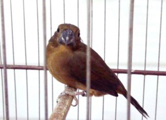 Prazo para renovação da licença de criadores de passeriformes encerra na próxima sexta-feira, 31