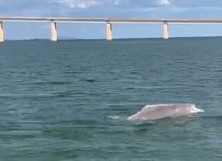Naturatins orienta população para manter distância de botos que estão sendo vistos no lago de Palmas