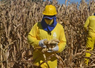Governo do Tocantins promove colheita de milho por meio da mão de obra de reeducandos da CPP de Palmas