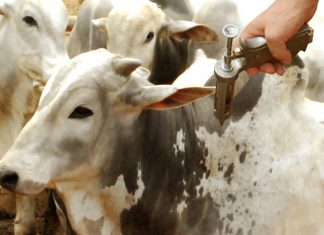 Tocantins e estados do Bloco IV discutem alinhamentos sobre retirada da vacina contra febre aftosa