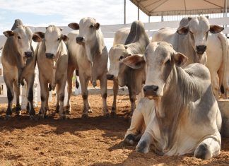 Produtores rurais devem declarar vacinação contra febre aftosa até 31 de agosto