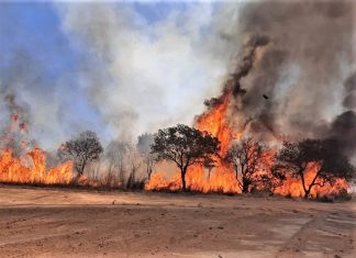 Incêndio florestal destrói área de 900 mil metros quadrados em Palmas
