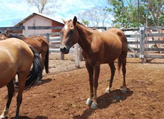 Adapec alerta produtores sobre a importância de exames de Anemia Infecciosa e Mormo nos equídeos