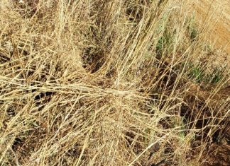 Motocicleta roubada em Palmas é recuperada pela Polícia Civil em Luzimangues