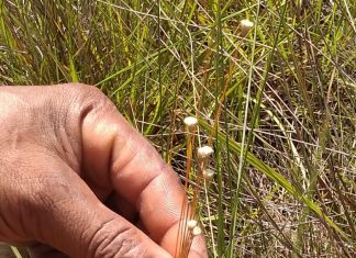 Lei garante uso sustentável do capim-dourado e do buriti