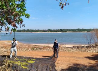 Ruraltins coleta mais de 20 mil sementes nativas para implementar projetos de recuperação de áreas degradadas e paisagismo urbano
