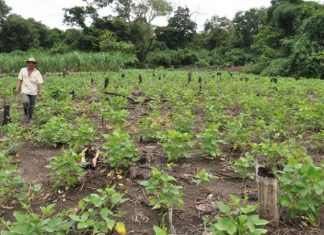 Secretaria mobiliza empresas de extensão rural para cadastrar ao PNCF e retomar linhas de créditos aos agricultores familiares