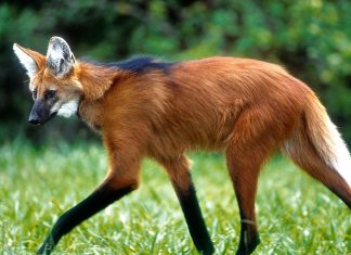 Nova cédula de R$ 200 entra em circulação na quarta-feira