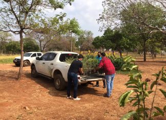 Dia Nacional da Árvore é comemorado no Tocantins
