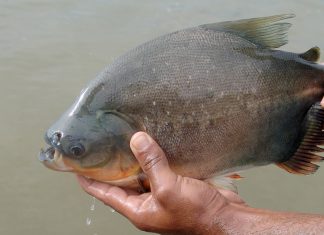 Governo do Tocantins assiste comunidade indígena da ilha do Bananal em projeto de Piscicultura