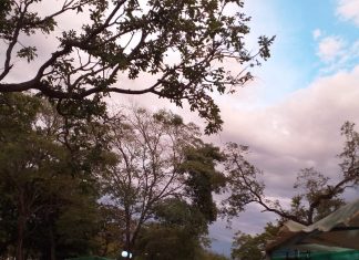 Atividades da Feira do Bosque serão retomadas neste domingo,13, na Feira da 304 Sul