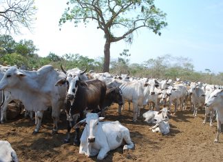A vacinação contra a febre aftosa na Ilha do Bananal está na reta final