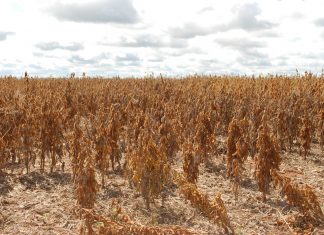 Adapec fiscalizará a comercialização e uso do herbicida paraquat que estará proibido a partir do próximo dia 22