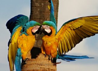 Arara é símbolo natural do Tocantins e encanta moradores da Capital