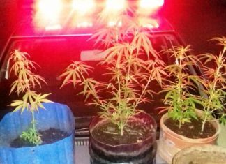 Trio suspeito de tráfico é preso e pés de maconha apreendidos pela PM em Taguatinga