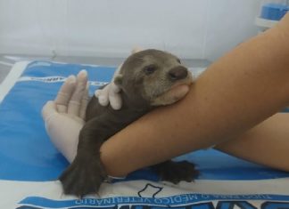 Filhote de ariranha é resgatado no rio Tocantins no município de Peixe