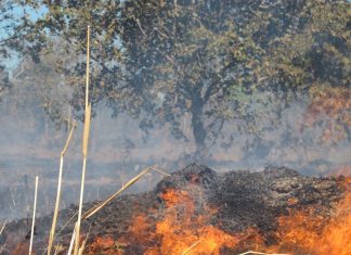 Bombeiros e Marinha combatem fogo às margens da TO-010, entre Palmas e Lajeado