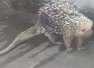 Porco-espinho com queimaduras é encontrado em quadra na região sul de Palmas
