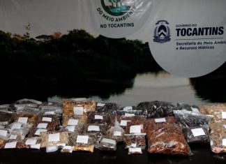 Viveiro recebe mais de 100 kg de sementes coletadas pelos Comitês de Bacia para recuperação de nascentes