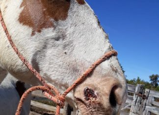 Araguatins registra primeiro caso de mormo, total no estado sobe para sete