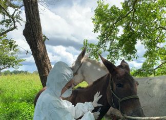 Tocantins registra o 8º caso de mormo em equídeo após realizar investigação