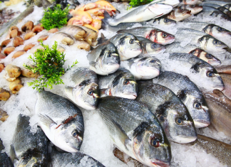 Prazo para entrega on-line da Declaração de Estoque de Pescado no Tocantins encerra no sábado, 31