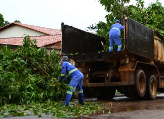 Saiba como solicitar o serviço de recolhimento de galhadas em Palmas
