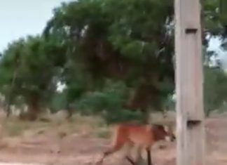 Morador encontra lobo-guará em avenida no centro de Palmas; veja o vídeo