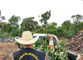 Adapec apreende 121 mudas de citrus irregulares em Araguatins