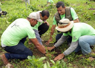 Governo do Estado inicia o plantio de mudas no Parque Estadual do Lajeado em parceria com a ONG 8 Billion Trees