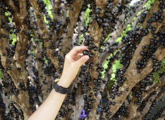 Festa da Colheita da Jabuticaba em Taquaruçu é prorrogada até o dia 22 de novembro