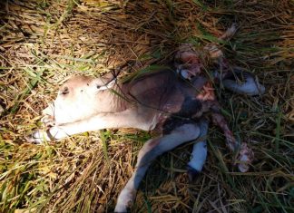 GAECO prende quadrilha que furtava gado e vendia carne clandestinamente no Tocantins