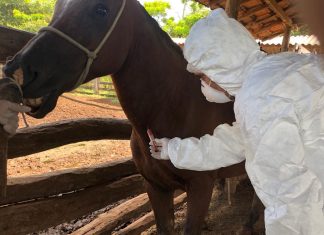 Mais um caso de mormo em equídeo é confirmado no Tocantins