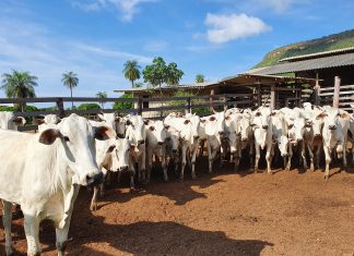 Comprovação da vacinação contra febre aftosa encerra dia 30 de dezembro